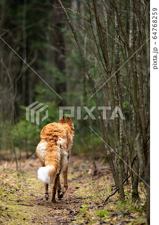 Puppy borzoi walks outdoor at autumn day Puppy borzoi walks outdoor at autumn day 64768259
