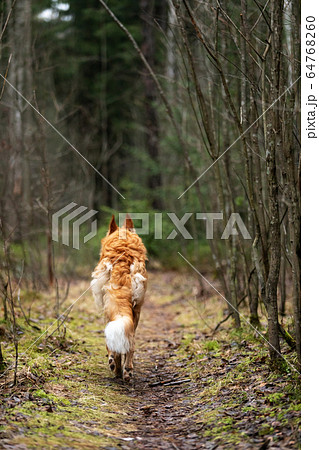 Puppy borzoi walks outdoor at autumn day 64768260