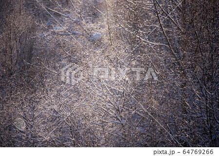 自然の神秘　ダイヤモンドダストの煌き 64769266