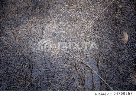 自然の神秘 ダイヤモンドダストの煌き 自然の神秘 ダイヤモンドダストの煌き 64769267