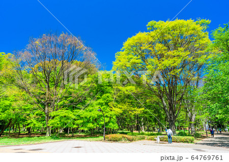 東京　春の光が丘公園 64769761