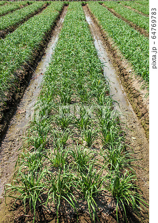 農耕 農業 秋花 64769783