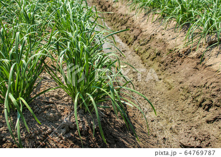 農耕 農業 秋花 64769787