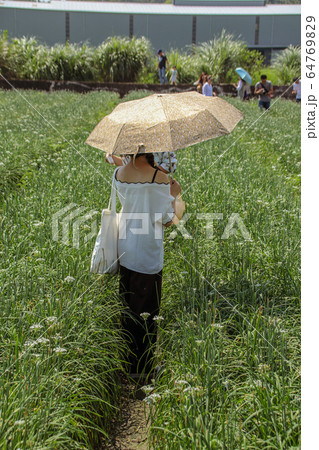 農耕 農業 秋花 64769829