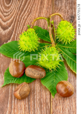 green brown chestnut hanging on a branch lies on a green brown chestnut hanging on a branch lies on a 64770178