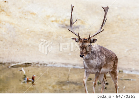 adult gray deer with large and branchy horns walks 64770265