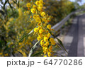Blossoming of mimosa tree. Acacia pycnantha close up in spring, bright yellow flowers, coojong, golden wreath wattle, orange wattle, blue-leafed wattle 64770286