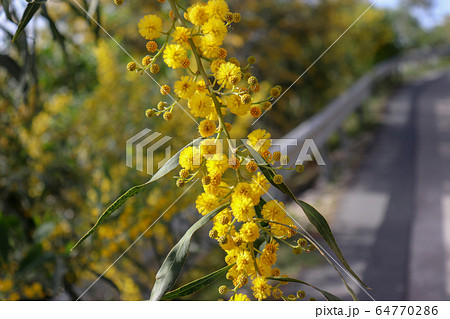 Blossoming of mimosa tree. Acacia pycnantha close up in spring, bright yellow flowers, coojong, golden wreath wattle, orange wattle, blue-leafed wattle Blossoming of mimosa tree. Acacia pycnantha close up in spring, bright yellow flowers, coojong, golden wreath wattle, orange wattle, blue-leafed wattle 64770286