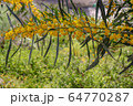 Blossoming of mimosa tree. Acacia pycnantha close up in spring, bright yellow flowers, coojong, golden wreath wattle, orange wattle, blue-leafed wattle 64770287