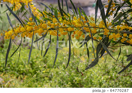Blossoming of mimosa tree. Acacia pycnantha close up in spring, bright yellow flowers, coojong, golden wreath wattle, orange wattle, blue-leafed wattle Blossoming of mimosa tree. Acacia pycnantha close up in spring, bright yellow flowers, coojong, golden wreath wattle, orange wattle, blue-leafed wattle 64770287