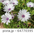 Group of beautiful african moon flowers in a garden 64770395