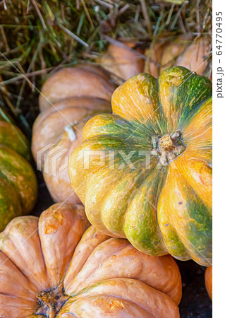 pumpkin ripe set of vegetables yellow and green, pumpkin ripe set of vegetables yellow and green, 64770495