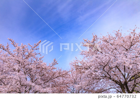 桜 桜 64770732