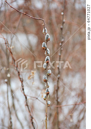 branch of willow in the spring. pussy-willow 64771027