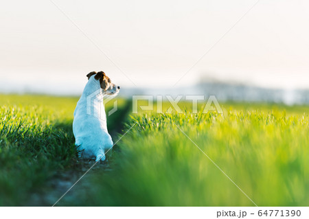 Jack russel terrier on green field 64771390