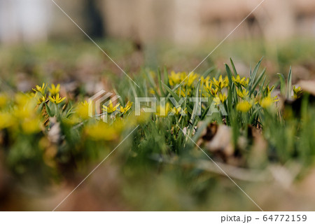 Yellow star of Bethlehem (Gagea lutea) early spring flower 64772159
