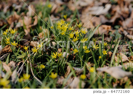 Yellow star of Bethlehem (Gagea lutea) early spring flower 64772160