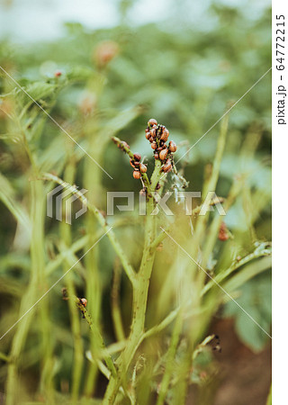 close up view of colorado bettle on poptato leaves close up view of colorado bettle on poptato leaves 64772215