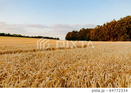 Agriculture Business - golden wheat eras on agricultural field 64772334