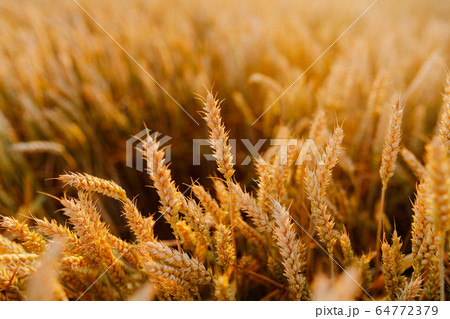 Agriculture Business - golden wheat eras on agricultural field Agriculture Business - golden wheat eras on agricultural field 64772379
