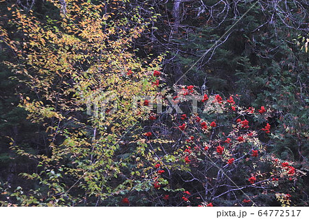 カナダのケベック州郊外のロレンシャン高原、モントロンブラン国立公園 カナダのケベック州郊外のロレンシャン高原、モントロンブラン国立公園 64772517