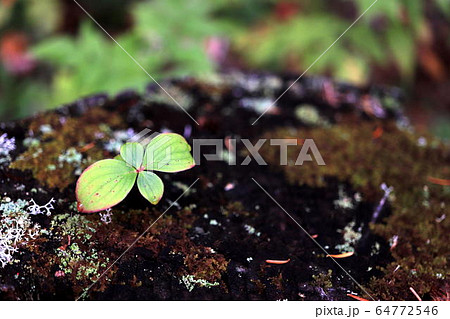 カナダのケベック州郊外のロレンシャン高原、モントロンブラン国立公園 カナダのケベック州郊外のロレンシャン高原、モントロンブラン国立公園 64772546