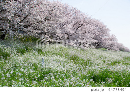 多摩川の桜 64773494