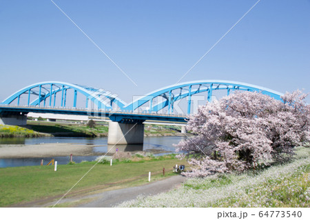 多摩川の桜 多摩川の桜 64773540