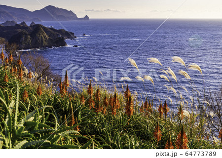 （静岡県）西伊豆町田子・今山のアロエ 64773789