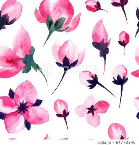 Sakura pink flower, blush watercolor background 64773846