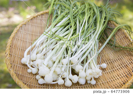ノビル 野蒜 野草 収穫イメージ ノビル 野蒜 野草 収穫イメージ 64773906