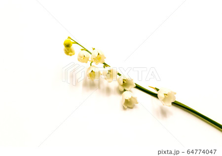 Sprig of lily of the valley flowers, isolated on Sprig of lily of the valley flowers, isolated on 64774047