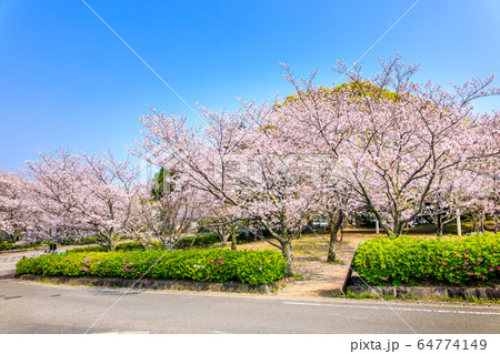 橘神社の桜 【長崎県雲仙市】 橘神社の桜 【長崎県雲仙市】 64774149