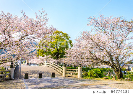 橘神社の桜　【長崎県雲仙市】 64774185