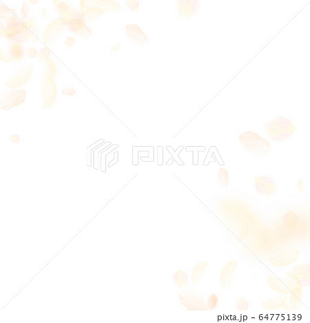 Yellow orange flower petals falling down. Incredib 64775139