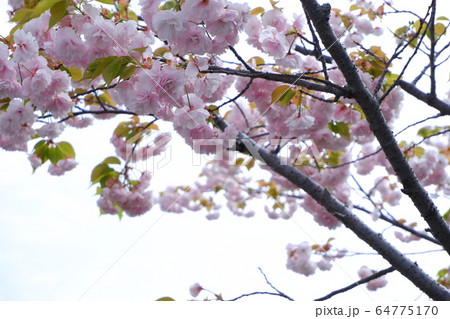 桜 桜 64775170
