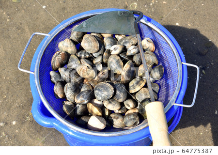潮干狩り あさり 大潮 引き潮 遠浅海岸 春のレジャー 潮干狩り あさり 大潮 引き潮 遠浅海岸 春のレジャー 64775387