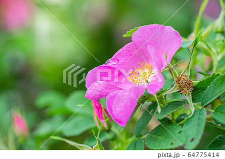 Blooming pink wild rose spring day 64775414