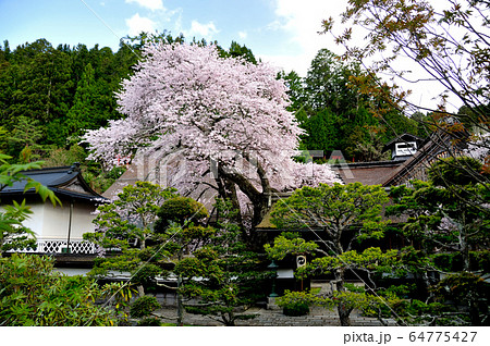 高野山　清浄心院の傘桜 64775427