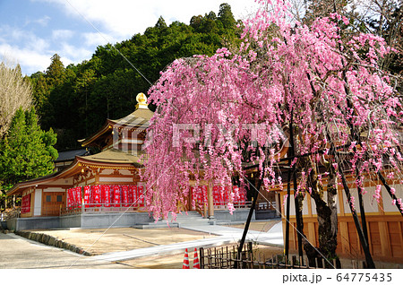 高野山　清浄心院のさくら 64775435