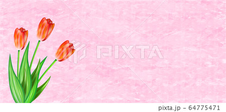 背景素材　チューリップ　tulip　花　春　ピンク 64775471