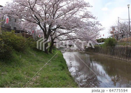 奈良市佐保川の桜並木 64775594