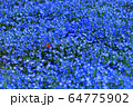 ネモフィラ ネモフィラ 64775902