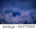 ネモフィラ ネモフィラ 64775903