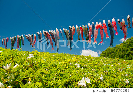 春　青空　子供の日　鯉のぼり 64776295