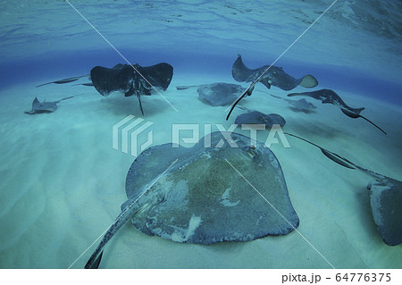 スティングレイ スティングレイ 64776375