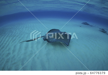 スティングレイ スティングレイ 64776379