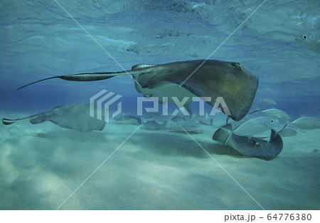 スティングレイ 64776380