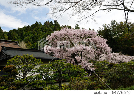 高野山　清浄心院の傘桜 64776670