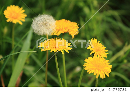 蒲公英　たんぽぽ　タンポポ　カントウタンポポ 64776781